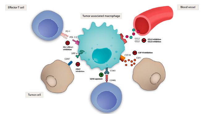 三高能补硒吗（硒与三高）-硒宝网