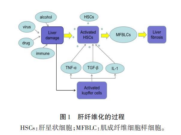 肝纤维化补硒（肝纤维化补硒有用么）-硒宝网