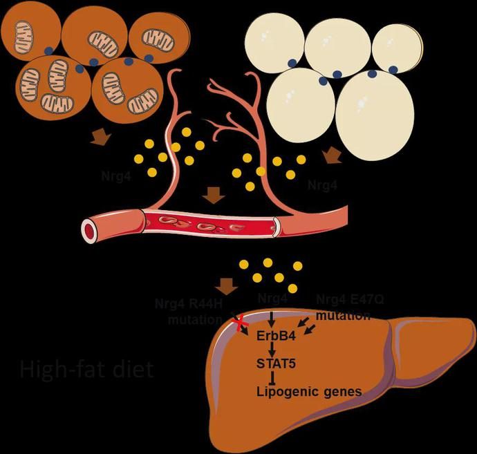 肝纤维化补硒（肝纤维化补硒有用么）-硒宝网