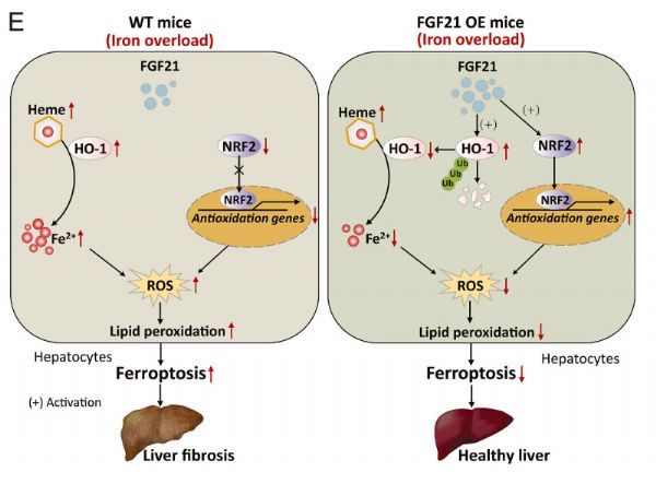 肝纤维化补硒（肝纤维化补硒有用么）-硒宝网