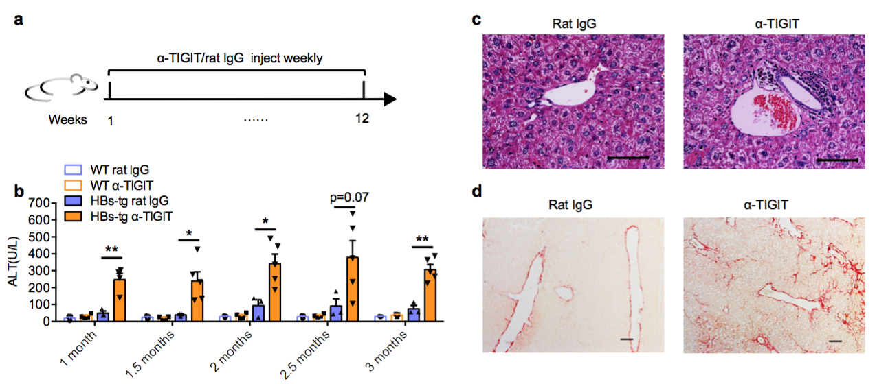 肝纤维化补硒（肝纤维化补充哪种维生素）-硒宝网
