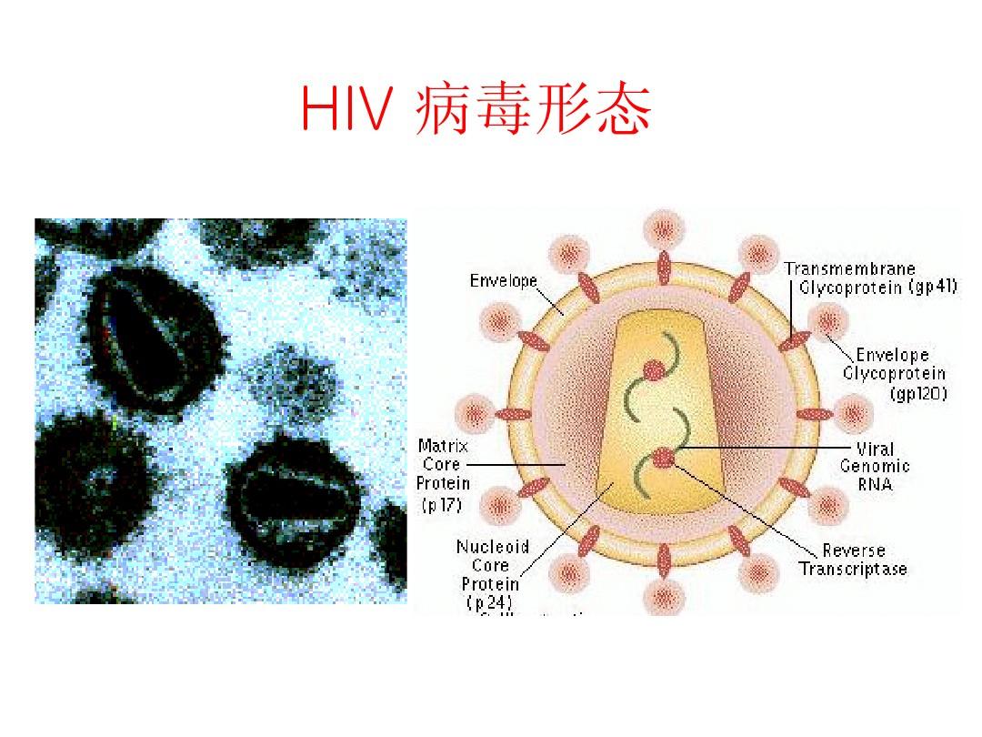 补硒杀艾滋病（hiv补硒）-硒宝网