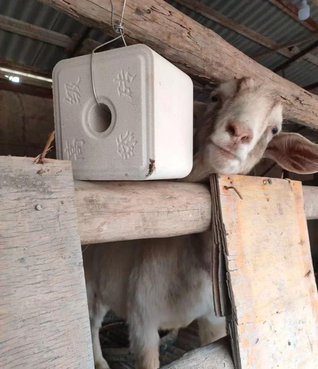 长补硒可以吗(补硒可以提高)-硒宝网