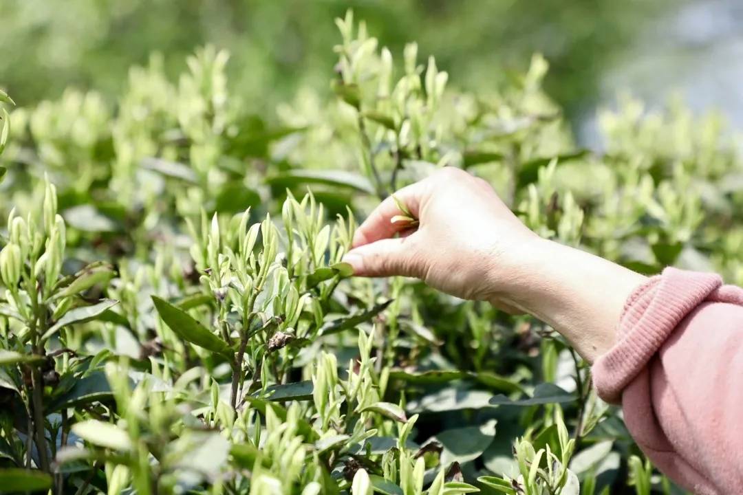 补硒一亩成本(硒的成本)-硒宝网