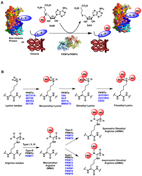 补硒对雌二醇（硒雌激素）-硒宝网