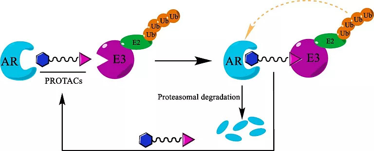 补硒对雌二醇（硒雌激素）-硒宝网