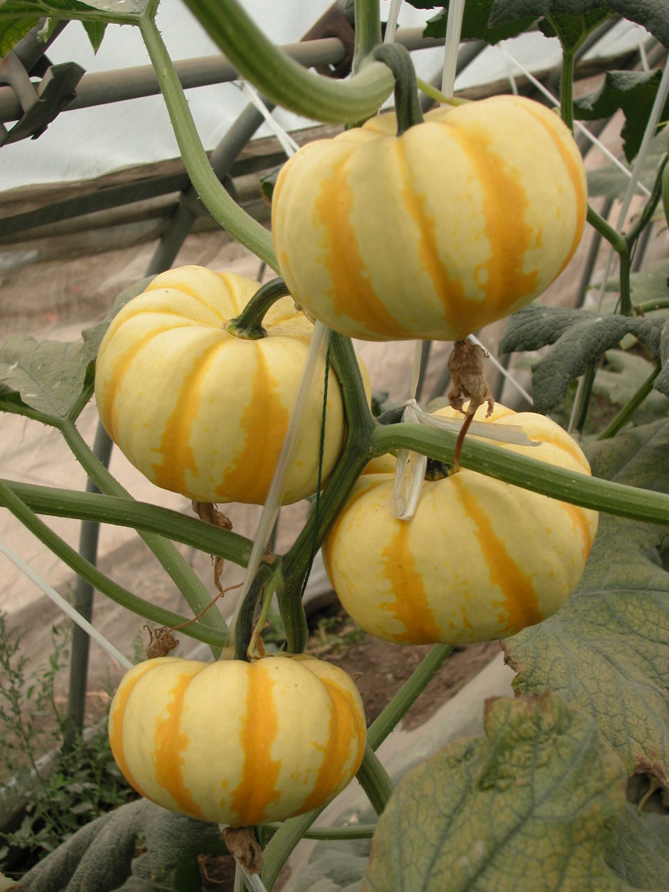 2010年01月24日《十种越吃越美的食物》（二） - 梅先生 - 的博客