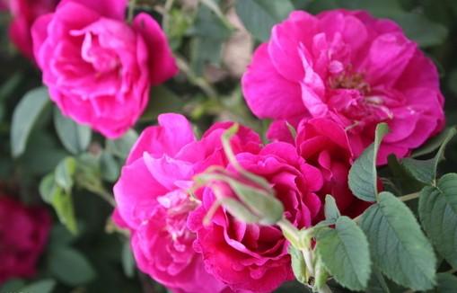 脂肪肝能补硒（肝脂肪能补硒嘛）-硒宝网