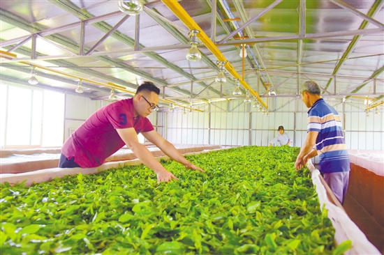 富硒茶补钾嘛（富硒茶补硒吗）-硒宝网