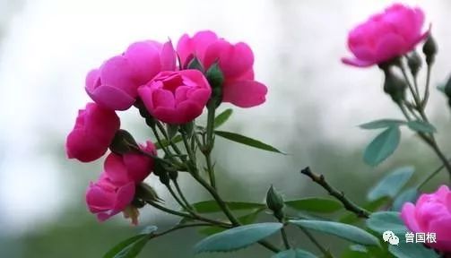 补硒的肝功能(补硒肝脏)-硒宝网