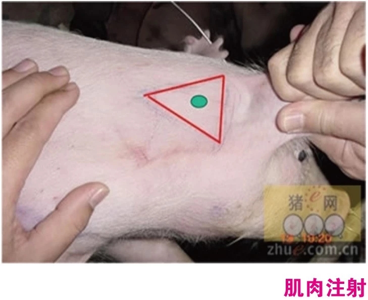 给猪打补硒针(小猪补硒补多了怎么办)-硒宝网