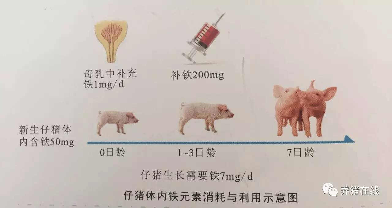 给猪打补硒针(小猪补硒补多了怎么办)-硒宝网