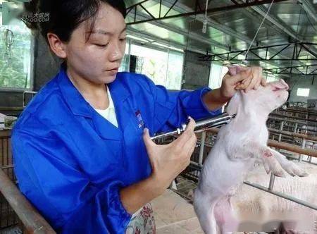给猪打补硒针(小猪补硒补多了怎么办)-硒宝网
