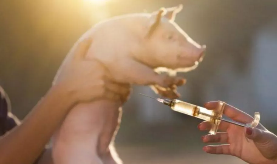 给猪打补硒针(小猪补硒补多了怎么办)-硒宝网