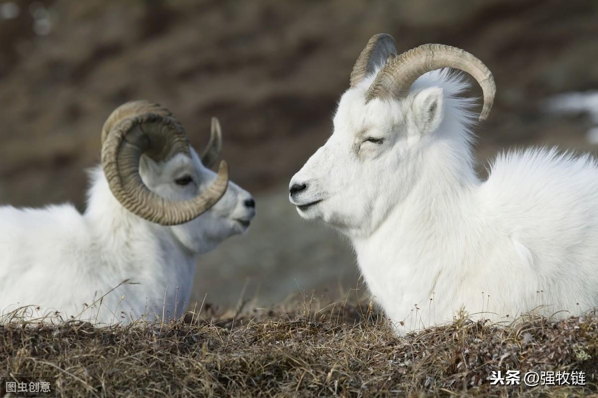 锌硒是补啥的（锌硒补充）-硒宝网