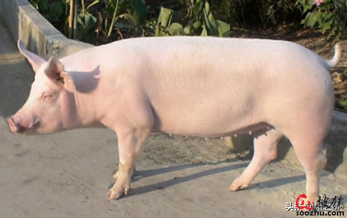 猪补硒有用吗（猪补硒有什么好处）-硒宝网