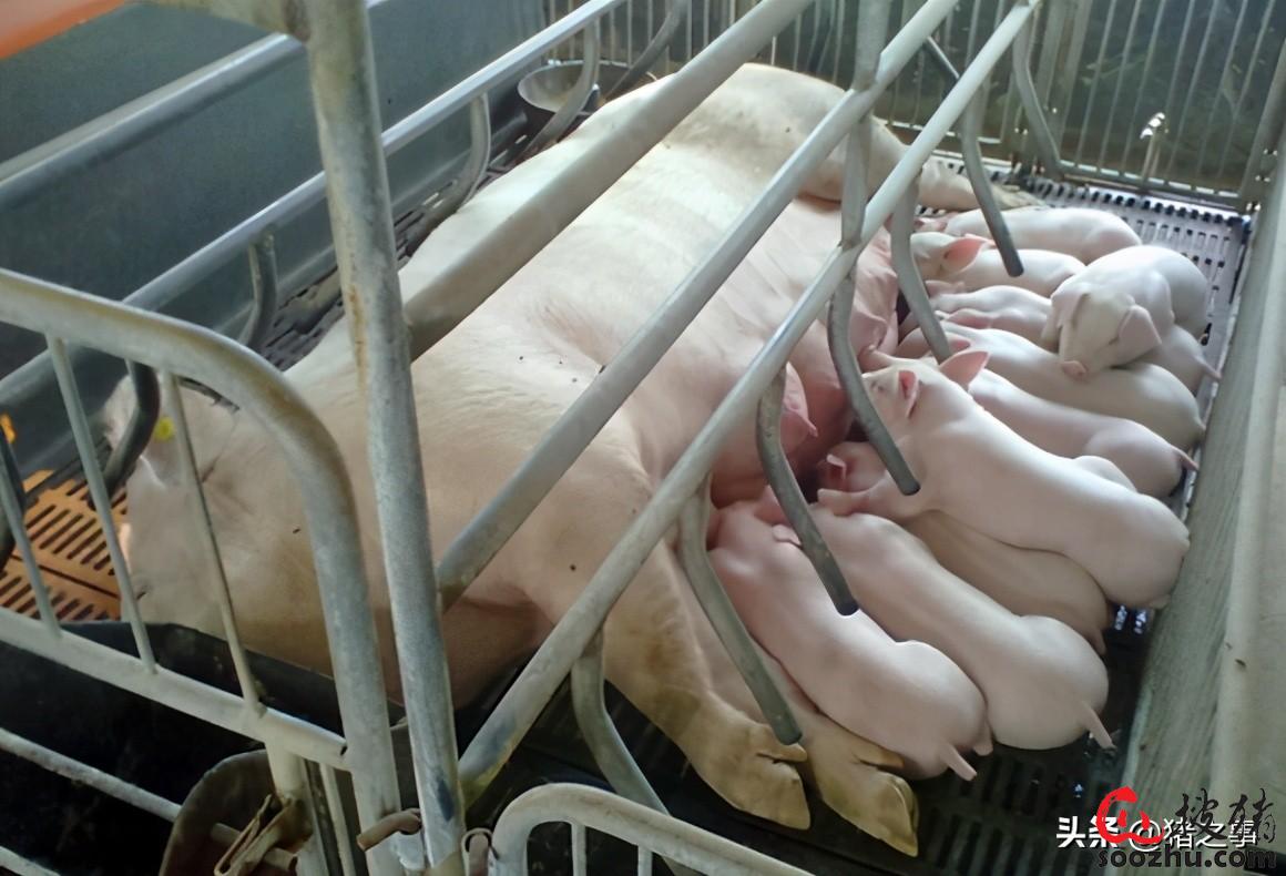 猪补硒有用吗（猪补硒有什么好处）-硒宝网