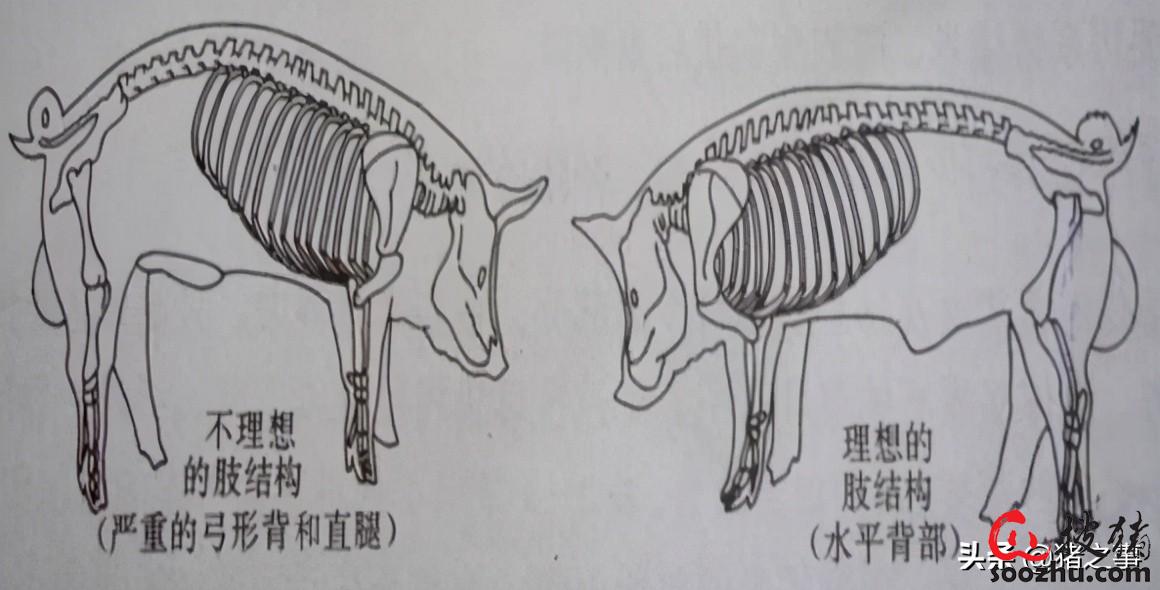 猪补硒有用吗（猪补硒有什么好处）-硒宝网