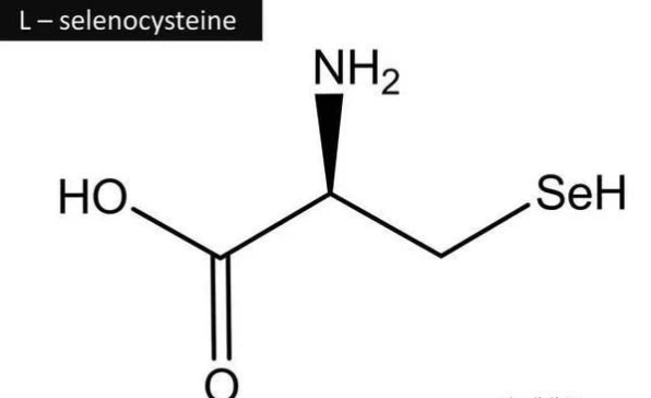 护肝养肝补硒（补养肝护肝硒的食物）-硒宝网