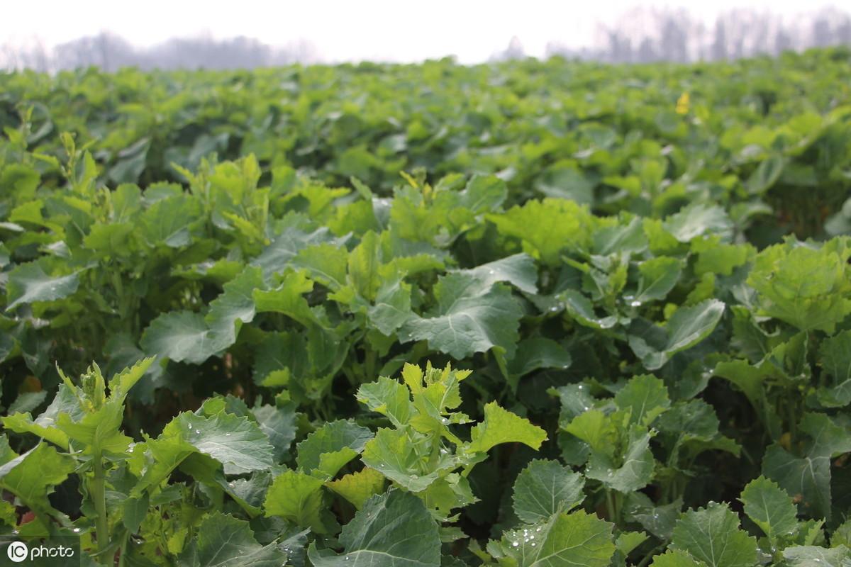 补硒的有用吗(补硒的必要性)-硒宝网