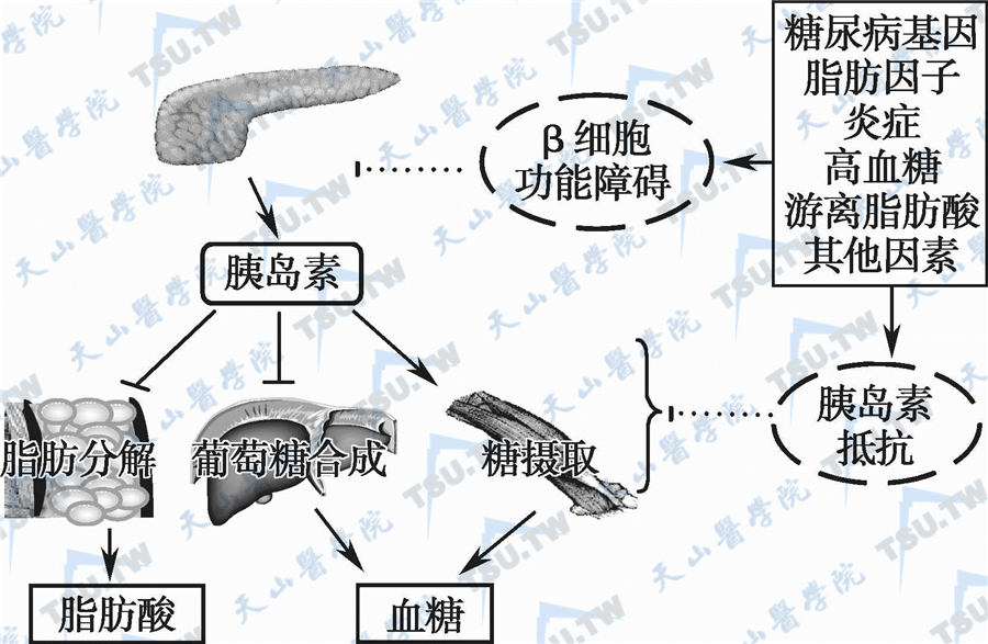 糖尿病能补硒（糖尿病人补硒）-硒宝网