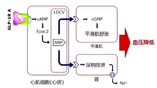 硒肽能补钾吗（硒肽能治疗癌症吗）-硒宝网