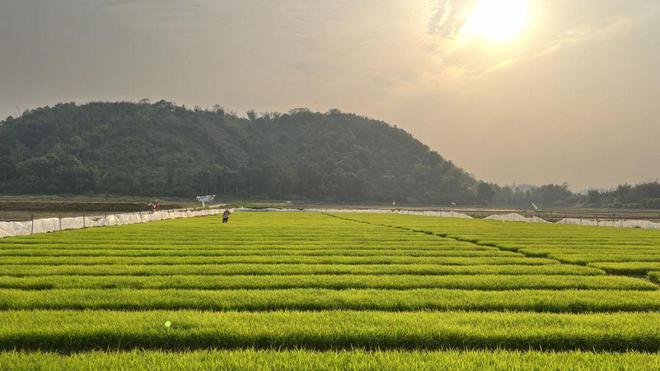 老百姓谈补硒(补硒骗老人家)-硒宝网
