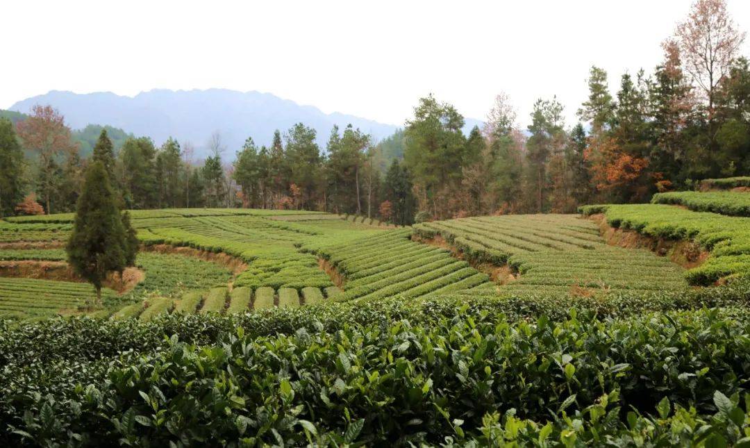 老百姓谈补硒(补硒骗老人家)-硒宝网