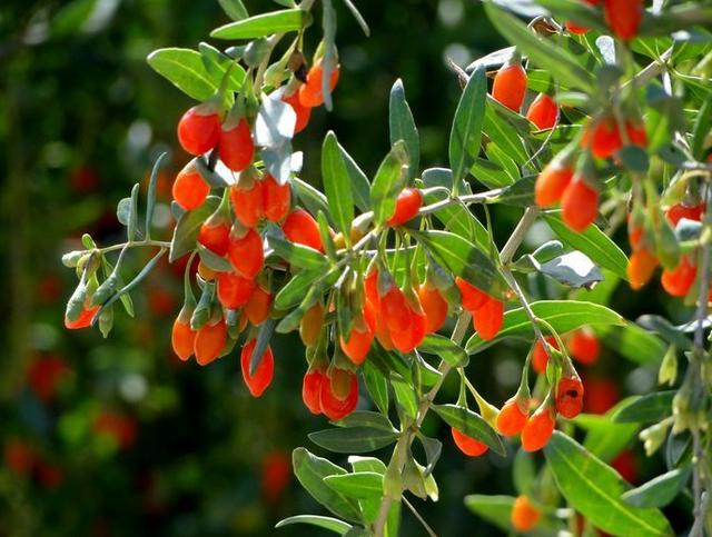 补硒与维生素(补维生素硒有什么好处)-硒宝网