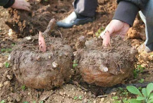 富硒产品产地（生产富硒的厂家有哪些）-硒宝网