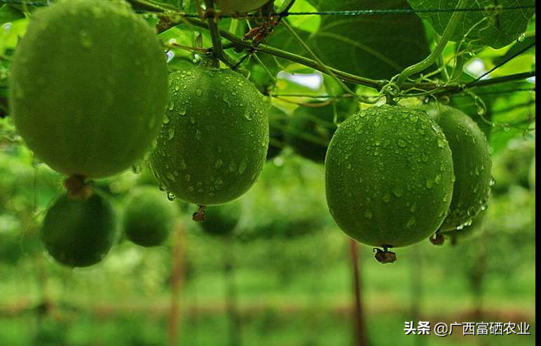 补硒十大排名（最好的补硒产品排名）-硒宝网