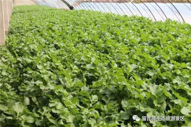 富硒产品功效(富硒产品)-硒宝网