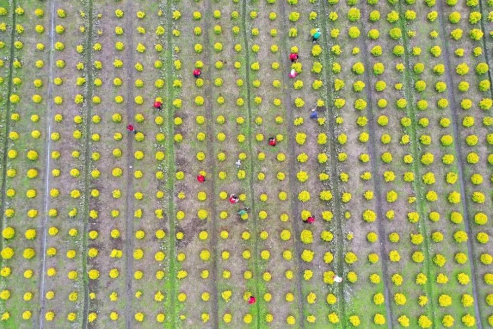 国家富硒产品（国家富硒农产品）-硒宝网