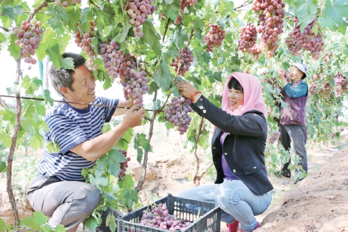 山丹富硒产品（富硒山丹产品特点）-硒宝网
