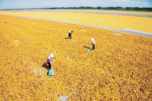 山丹富硒产品（富硒山丹产品特点）-硒宝网