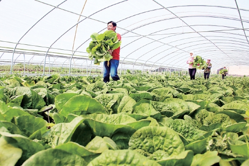 山丹富硒产品（富硒山丹产品特点）-硒宝网