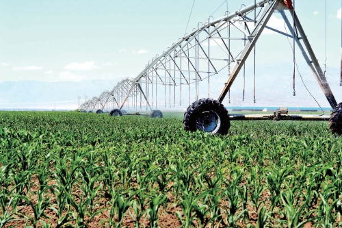 山丹富硒产品（富硒山丹产品特点）-硒宝网