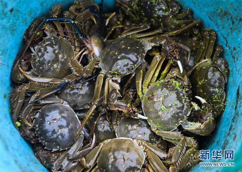 富硒产品起名(起名富硒产品好不好)-硒宝网