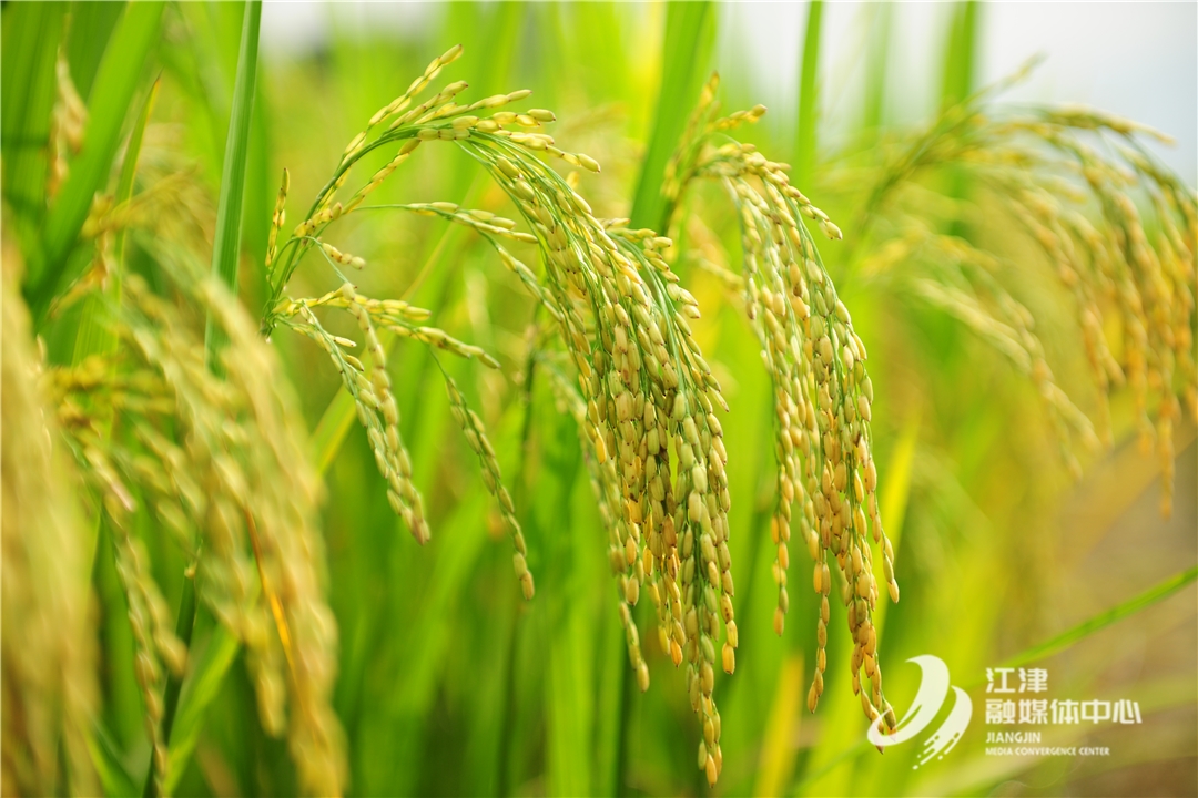 富硒农产品节（富硒农产品是什么意思）-硒宝网