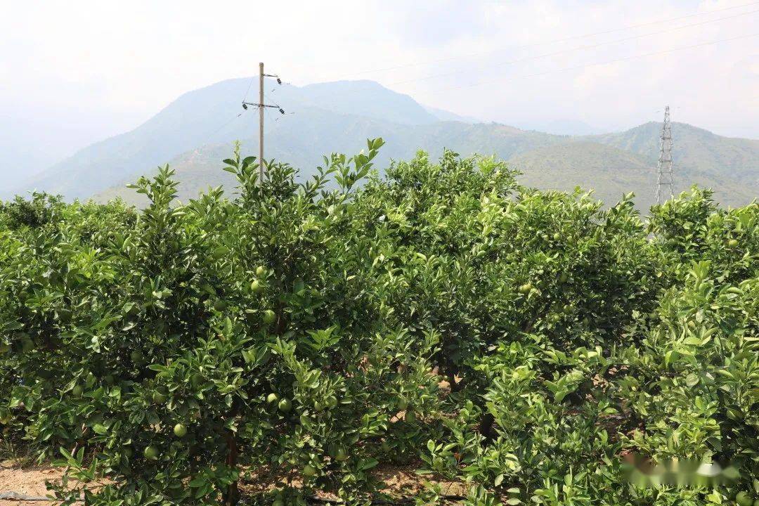 武鸣富硒产品（富硒产品武鸣哪里有卖）-硒宝网