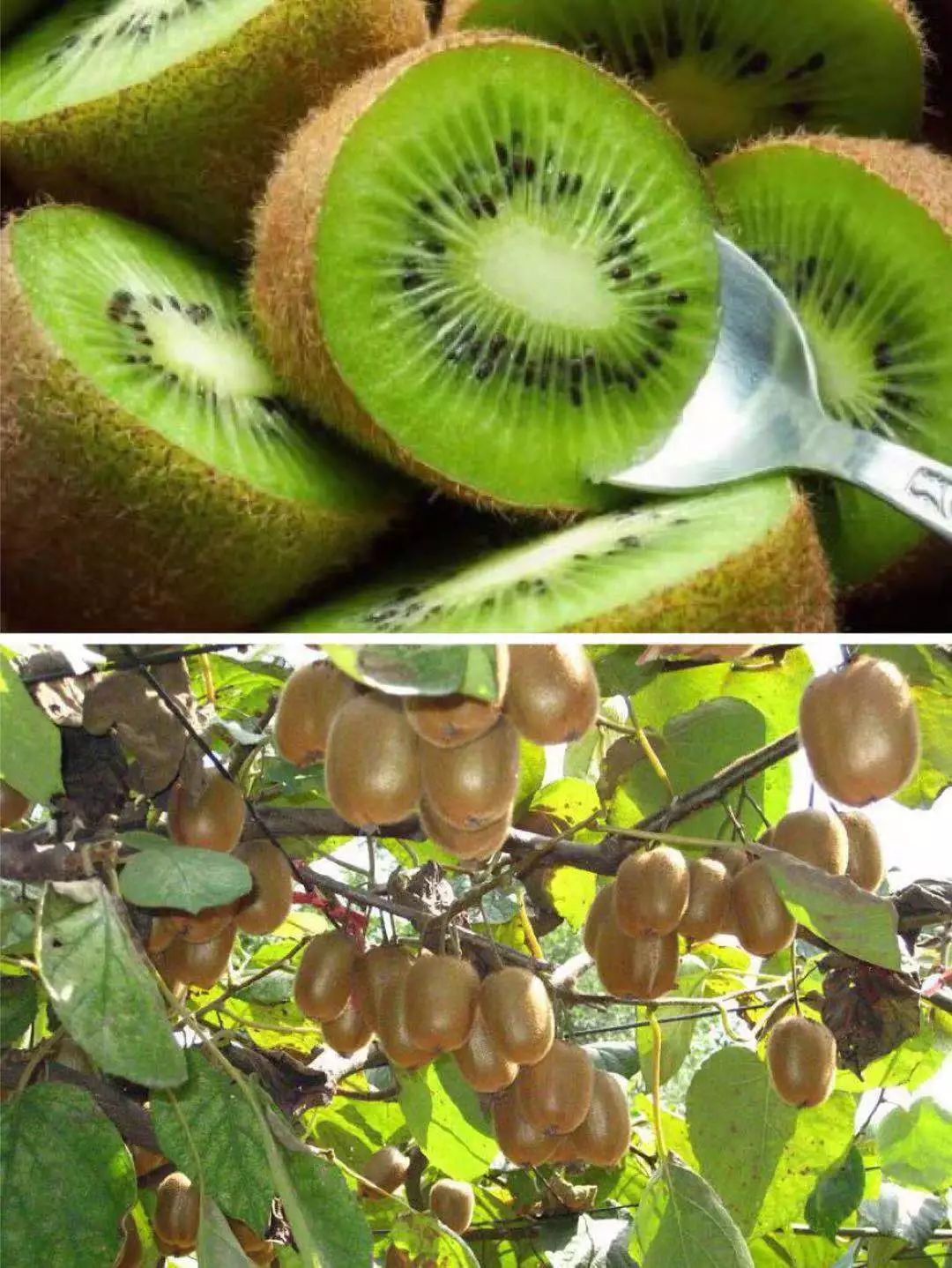 临沂富硒产品（临沂富硒产品批发市?。?硒宝网