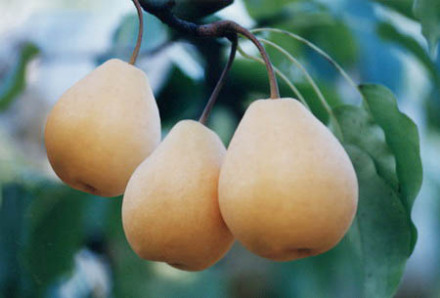 富锌富硒产品（富锌硒片）-硒宝网