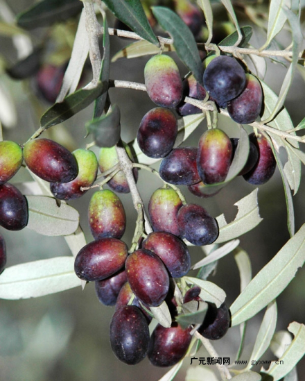 富锌富硒产品（富锌硒片）-硒宝网