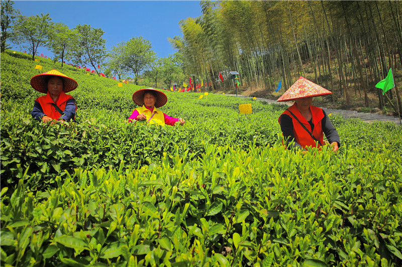 富硒产品黄山(黄山富硒产品介绍)-硒宝网