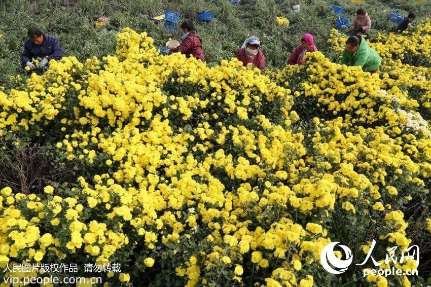 富硒中药产品（中药富硒产品的作用）-硒宝网