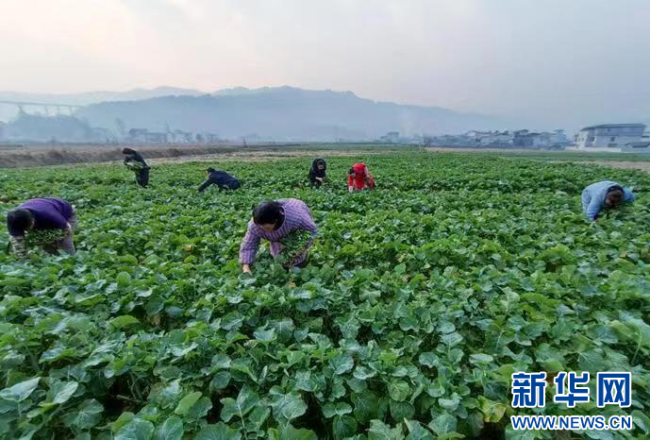 厦门富硒产品（富硒产品专卖店）-硒宝网
