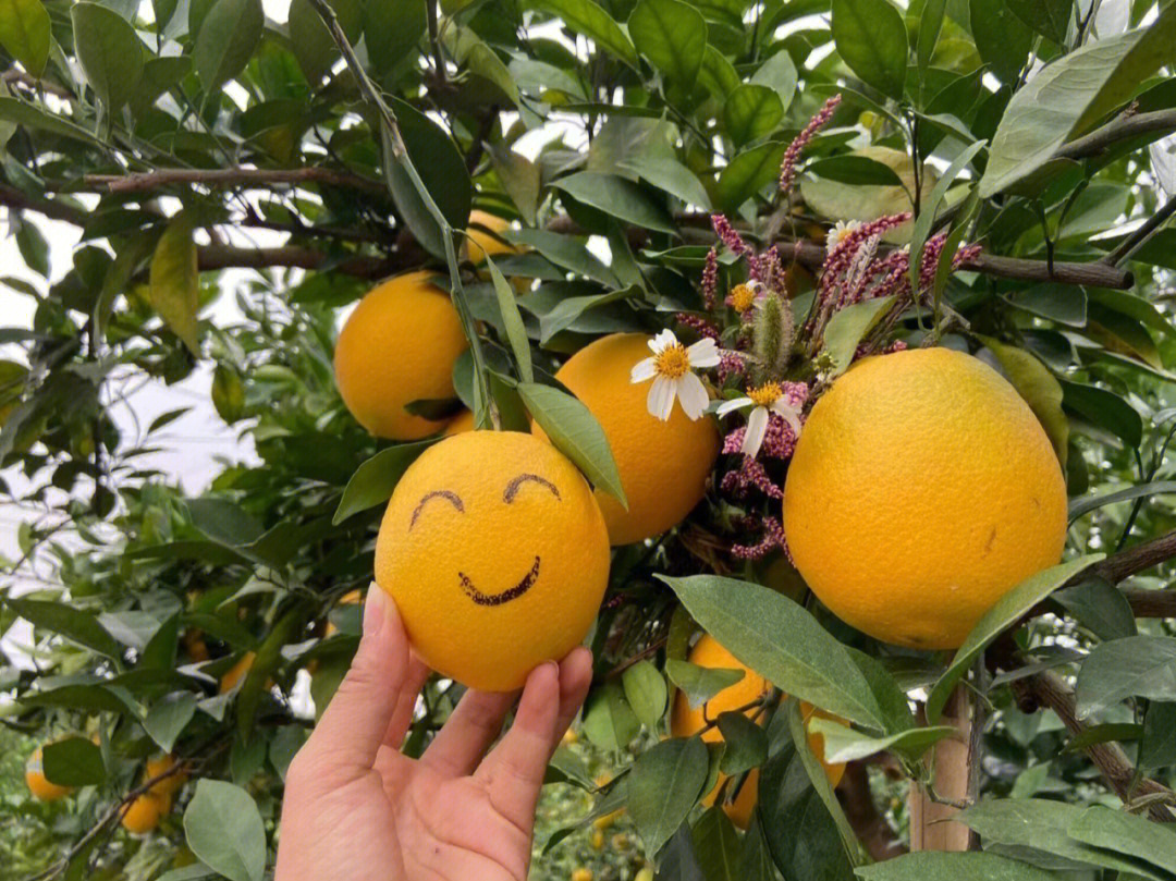 舒城富硒产品(宣城富硒村)-硒宝网