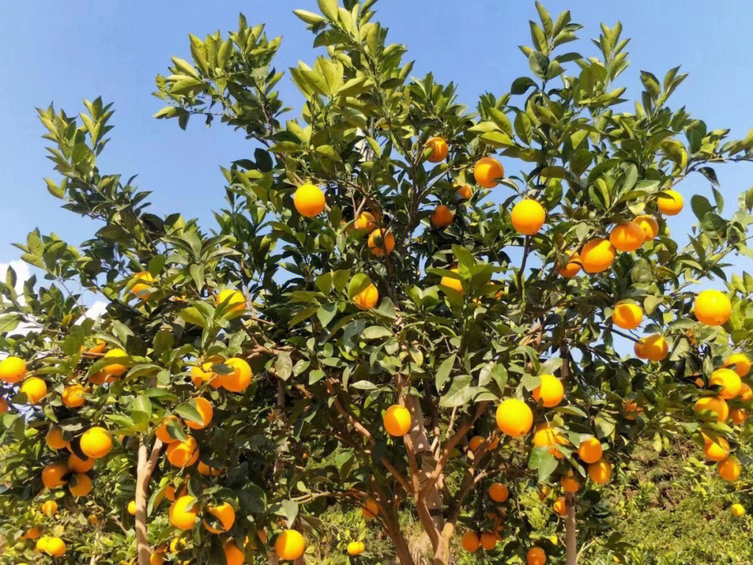 舒城富硒产品(宣城富硒村)-硒宝网