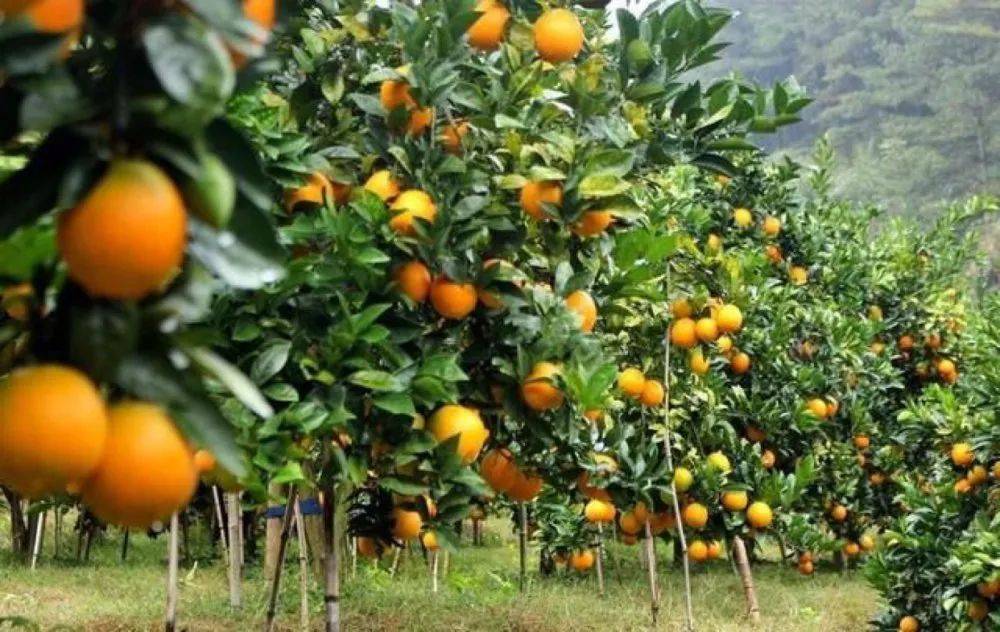 舒城富硒产品(宣城富硒村)-硒宝网