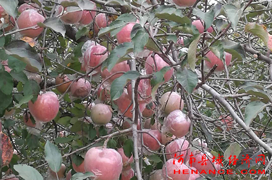 富硒农产品节(富硒农产品销售平台)-硒宝网